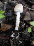 Lepiota clypeolaria image