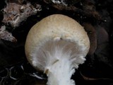 Lepiota clypeolaria image