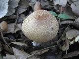 Lepiota clypeolaria image
