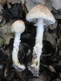 Lepiota clypeolaria image