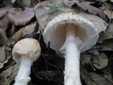 Lepiota clypeolaria image