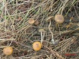 Psilocybe azurescens image