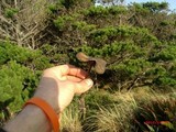 Psilocybe azurescens image