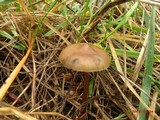 Psilocybe azurescens image