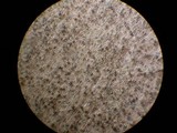 Image of Gelasinospora brevispora