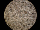 Gelasinospora brevispora image
