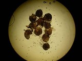 Gelasinospora brevispora image