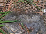 Phycomyces blakesleeanus image