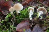 Psathyrella longistriata image