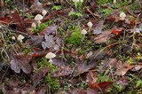Psathyrella longistriata image