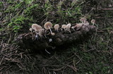 Baeospora myosura image