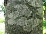 Arthonia punctiformis image