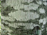 Arthonia punctiformis image