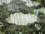 Arthonia punctiformis image