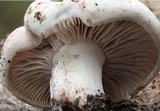 Hygrophorus russula image