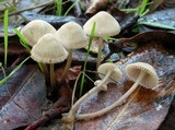 Mycena capillaripes image