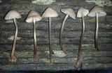 Mycena capillaripes image