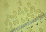 Mycena capillaripes image