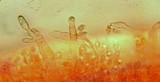 Mycena capillaripes image