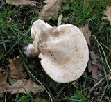 Infundibulicybe geotropa image