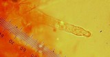 Mycena capillaripes image