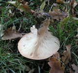 Infundibulicybe geotropa image