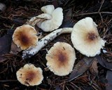 Lepiota spheniscispora image