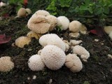 Lycoperdon curtisii image