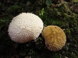 Lycoperdon curtisii image