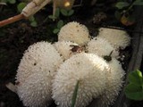 Lycoperdon curtisii image