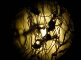 Phycomyces nitens image