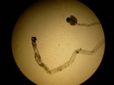 Phycomyces nitens image