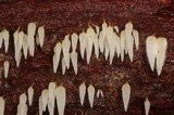 Mucronella fusiformis image