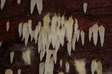 Mucronella fusiformis image