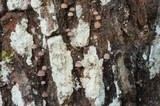 Mycena corticola image