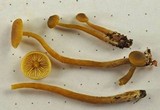 Callistosporium luteo-olivaceum image