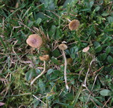 Galerina graminea image