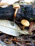 Phaeocollybia attenuata image