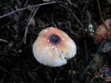 Lepiota rubrotinctoides image