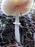 Lepiota rubrotinctoides image