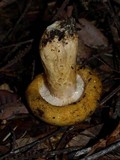 Lactarius scrobiculatus image