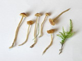 Galerina graminea image
