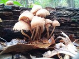 Mycena galericulata image
