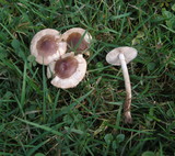 Hebeloma mesophaeum image