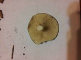 Lepista aeruginosa image
