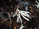Ramariopsis kunzei image