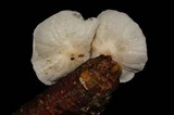 Hemimycena candida image