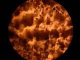 Sordaria macrospora image