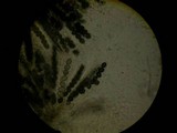 Sordaria macrospora image