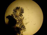 Sordaria macrospora image